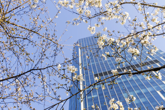 城市樱花