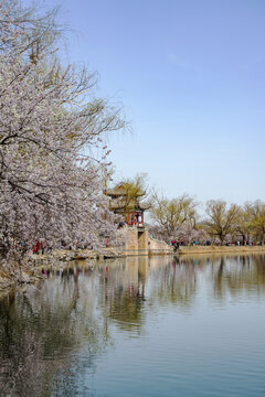 北京颐和园西堤山桃花