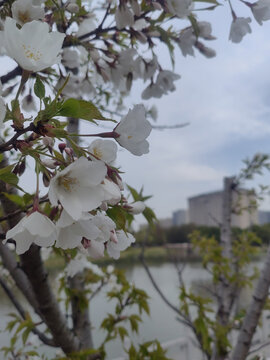 河畔樱花