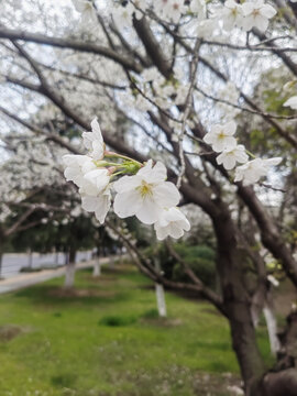 樱花树上