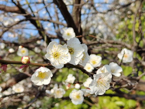 梅花