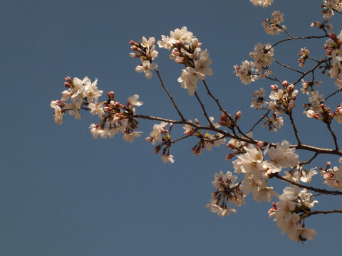 晴空樱花