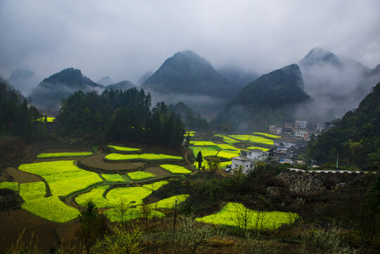 山乡田园油菜地