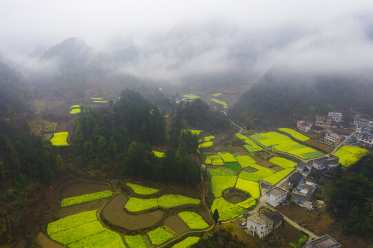 山乡田园油菜地