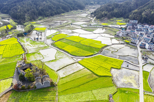 油菜花田