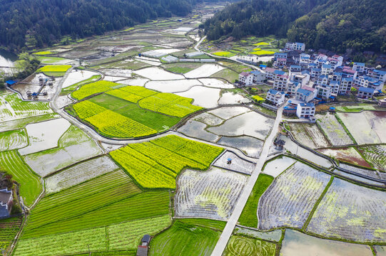 油菜花田