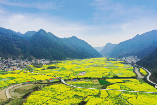 油菜花田