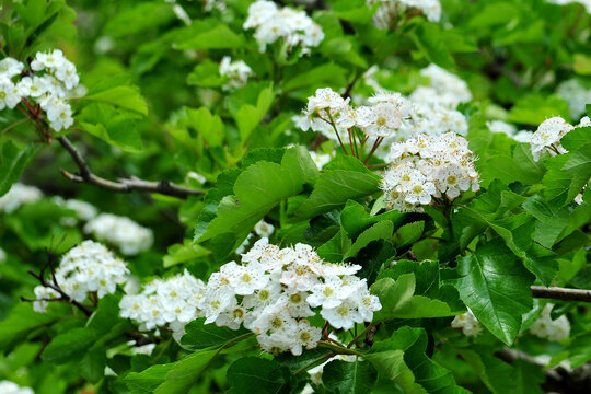 白色果树花