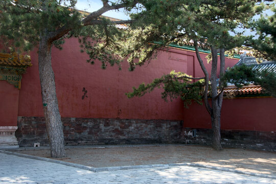 红墙古树