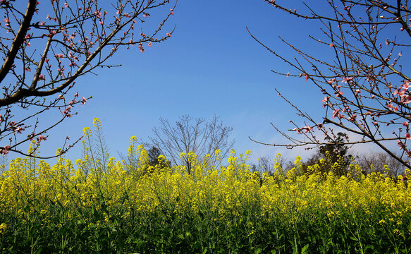 春韵乡村田园油菜花