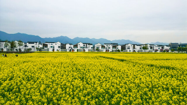 油菜花田园风光