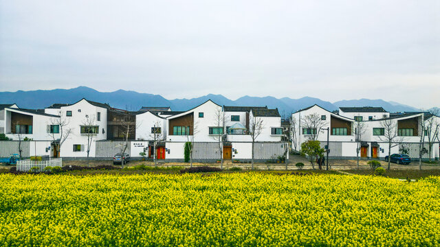 油菜花田园风光