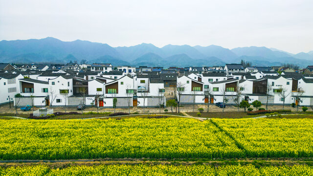 油菜花田园风光