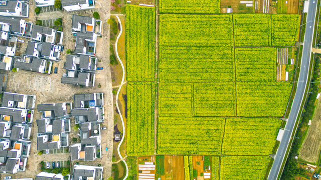 油菜花田園風(fēng)光