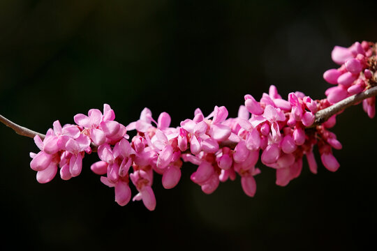 紫荆花