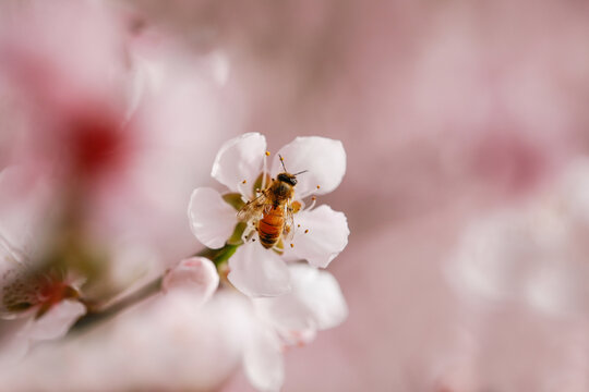 蜜蜂采蜜