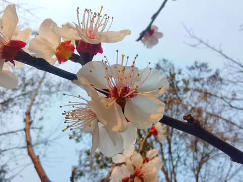 樱花特写素材