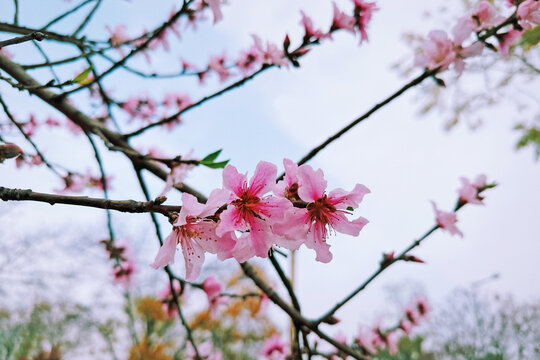 垂丝海棠