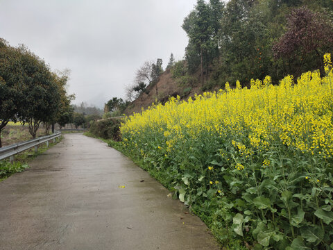 乡村油菜花