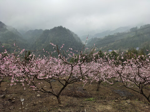 十里桃花