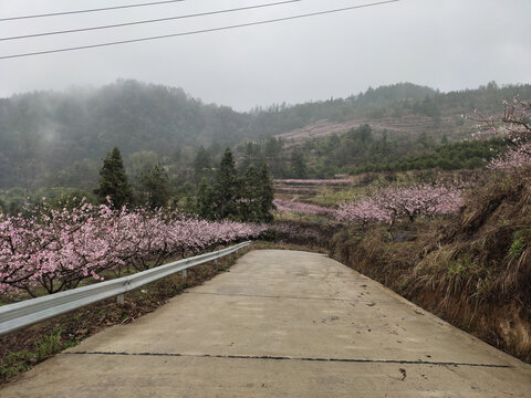 十里桃花与公路