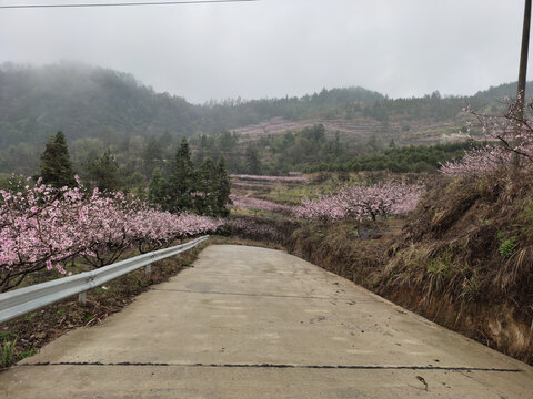 黄桃基地