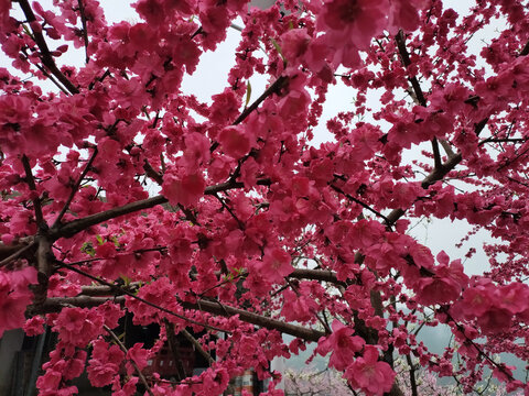 红色桃花背景