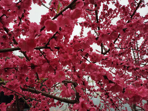 红色桃花背景