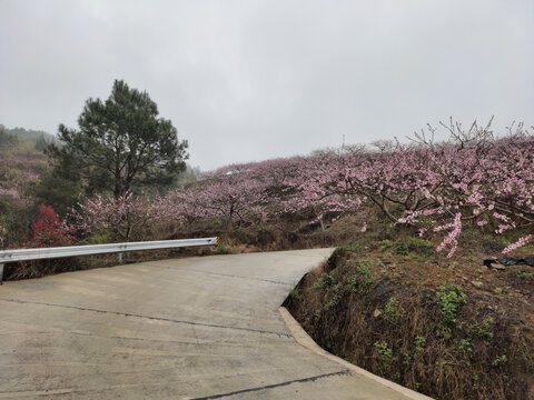 果园里盛开的花