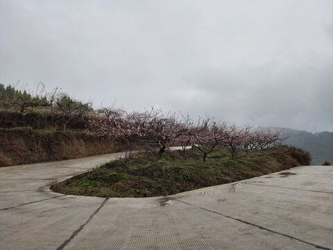 路中间的桃花