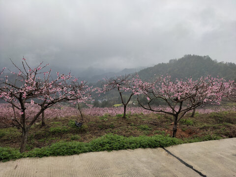 大山里的桃林