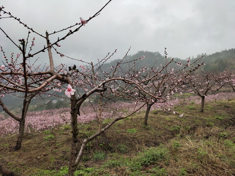 桃树