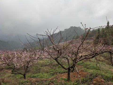 粉色桃花