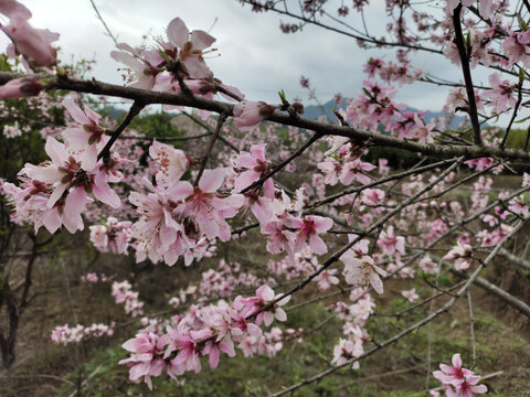 满树桃花