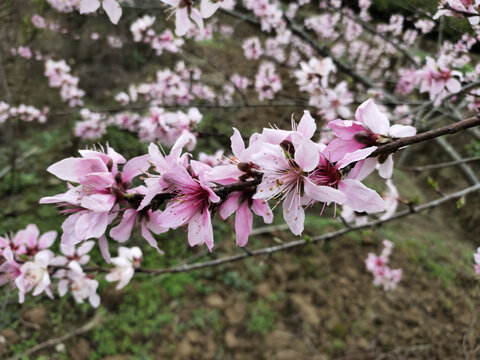 桃花朵朵开