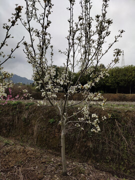 满树梨花