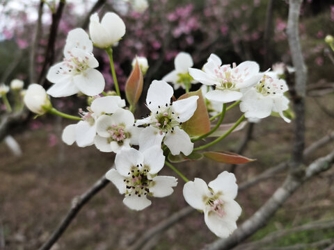 梨花特写