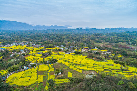 都江堰浦阳镇油菜花