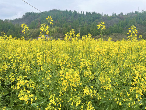 油菜花