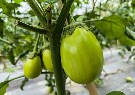 小番茄种植园