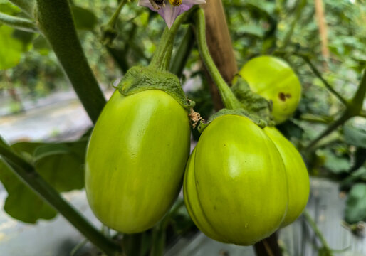 小番茄种植基地