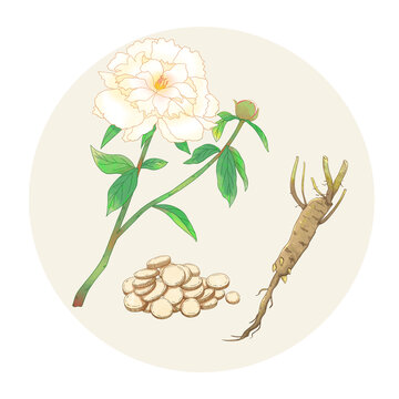 手繪水彩中藥藥材白芍