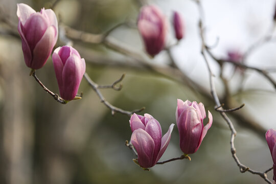 紫玉兰春暖花开