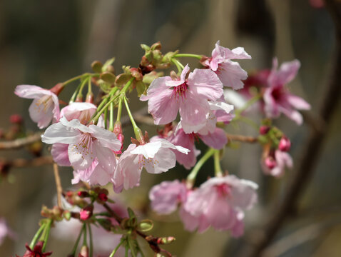 樱花