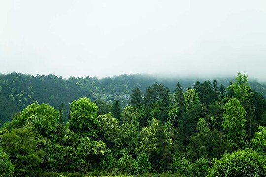 森林植被树木山林