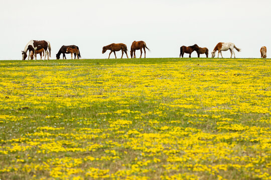 草原牧场春天马群