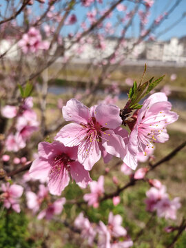 桃花