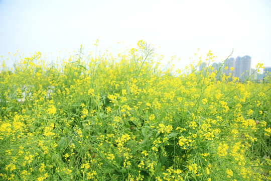 油菜花