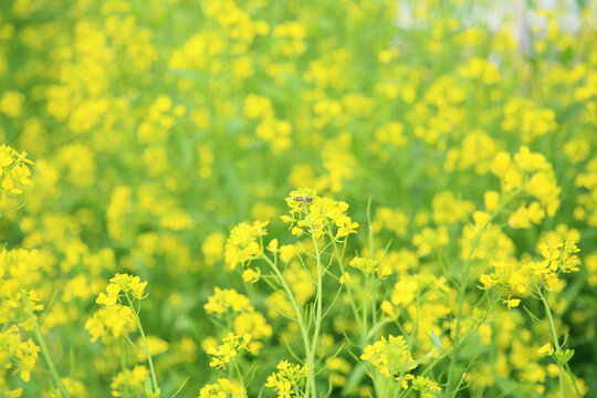 油菜花