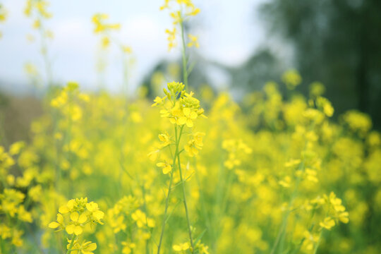 油菜花